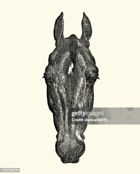 ilustraciones, imágenes clip art, dibujos animados e iconos de stock de grabado del grabar en madera de una cabeza de caballo - caballo familia del caballo