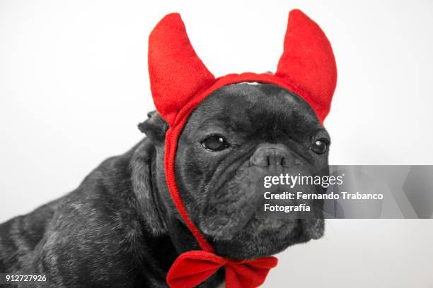 376 Satan Dog An Stock Photos, High-Res Pictures, and Images