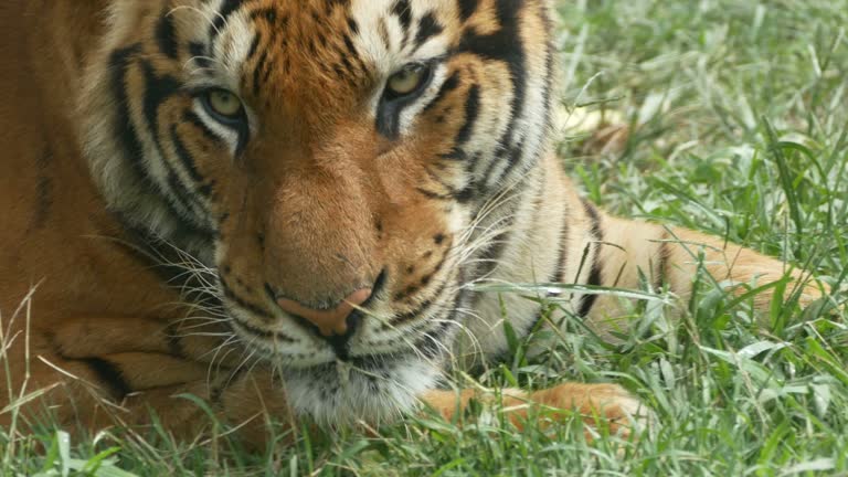 480 Funny Tiger Videos and HD Footage - Getty Images 480 Funny Tiger Videos and HD Footage - Getty Images