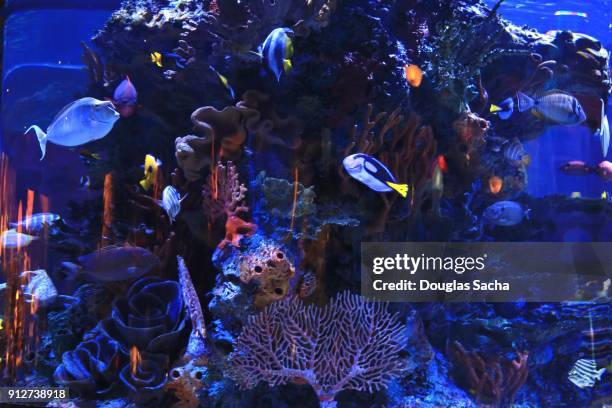 tropical saltwater aquarium - acuario fotografías e imágenes de stock