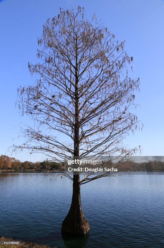 Cypress Tree growing in the water, Lake Eola, Orlando, Florida, USA