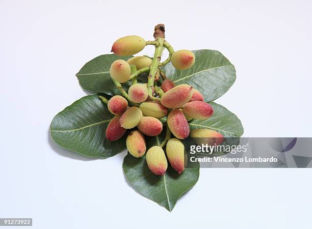 leaf and fruit of pistachio fresh - pistachio tree 個照片及圖片檔