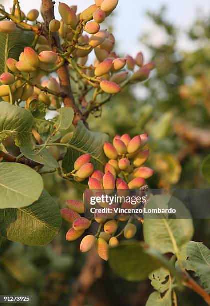 pistachio tree, bronte, sicily, italy - pistachio tree 個照片及圖片檔