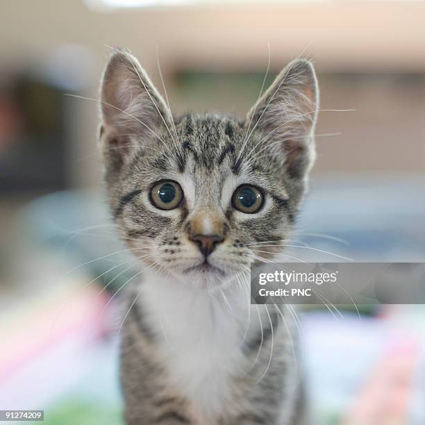 cute kitten - tabby cat stock pictures, royalty-free photos & images
