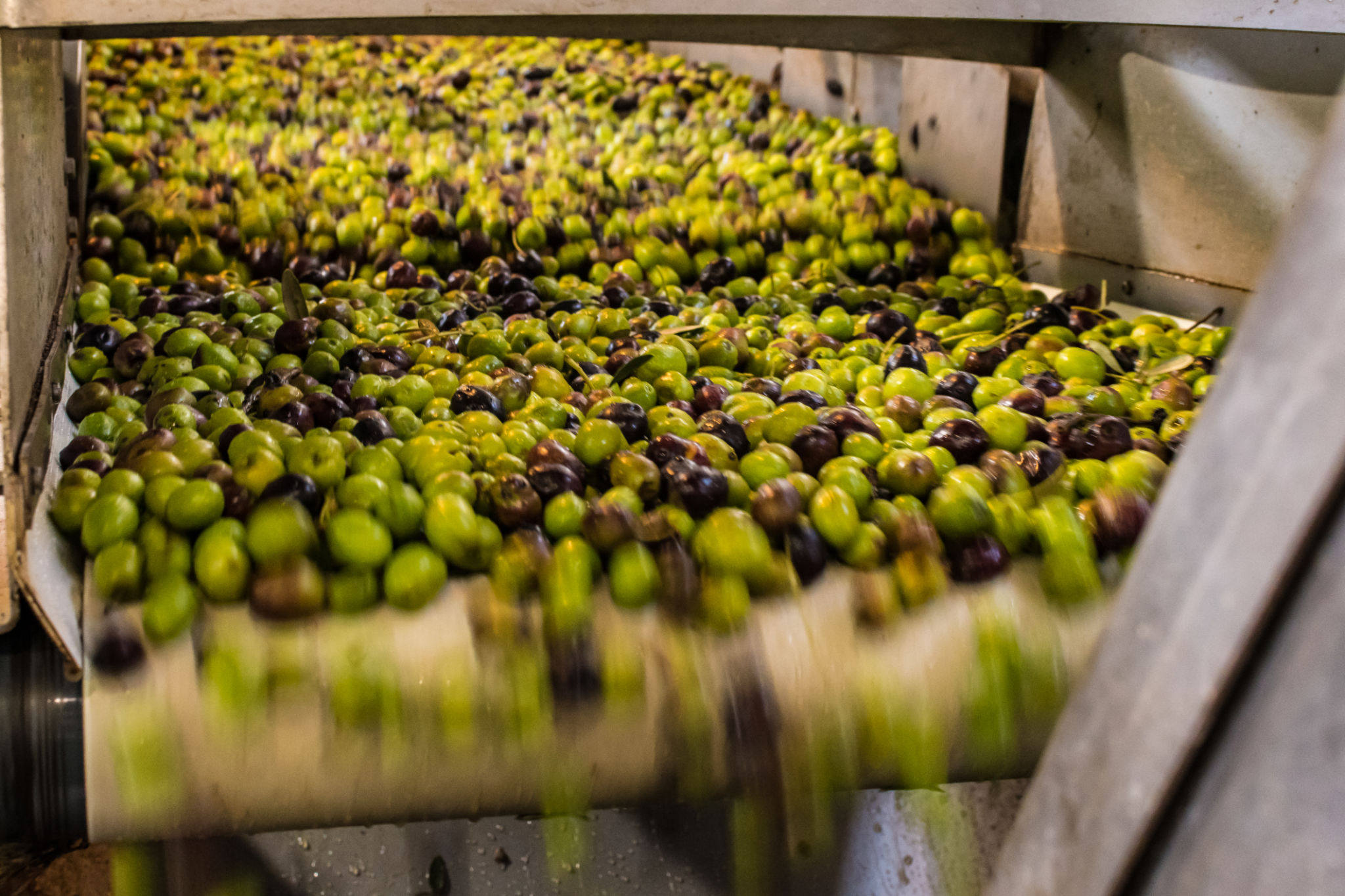 olive oil pressing