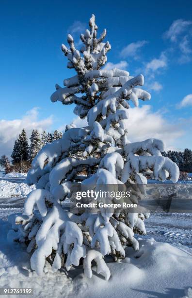 Light dusting of snow from a fast-moving overnight storm coats the trees around the Riva Grill Boat Marina on January 25 in South Lake Tahoe,...