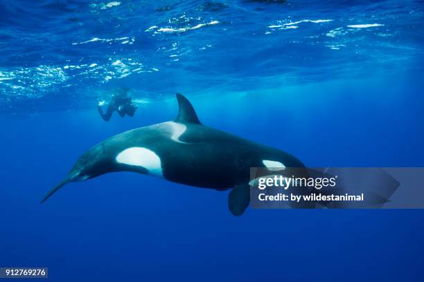 female orca swimming on the surface with a diver in the background. offshore from the north island, new zealand. - killer whale stock-fotos und bilder