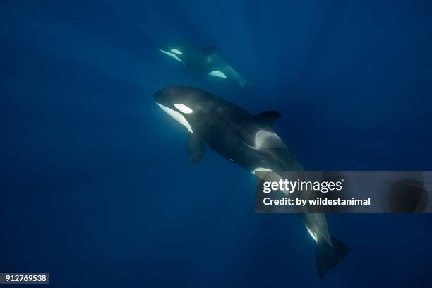 looking down as a mother killer whale swims past with her calf. - jong dier stockfoto's en -beelden