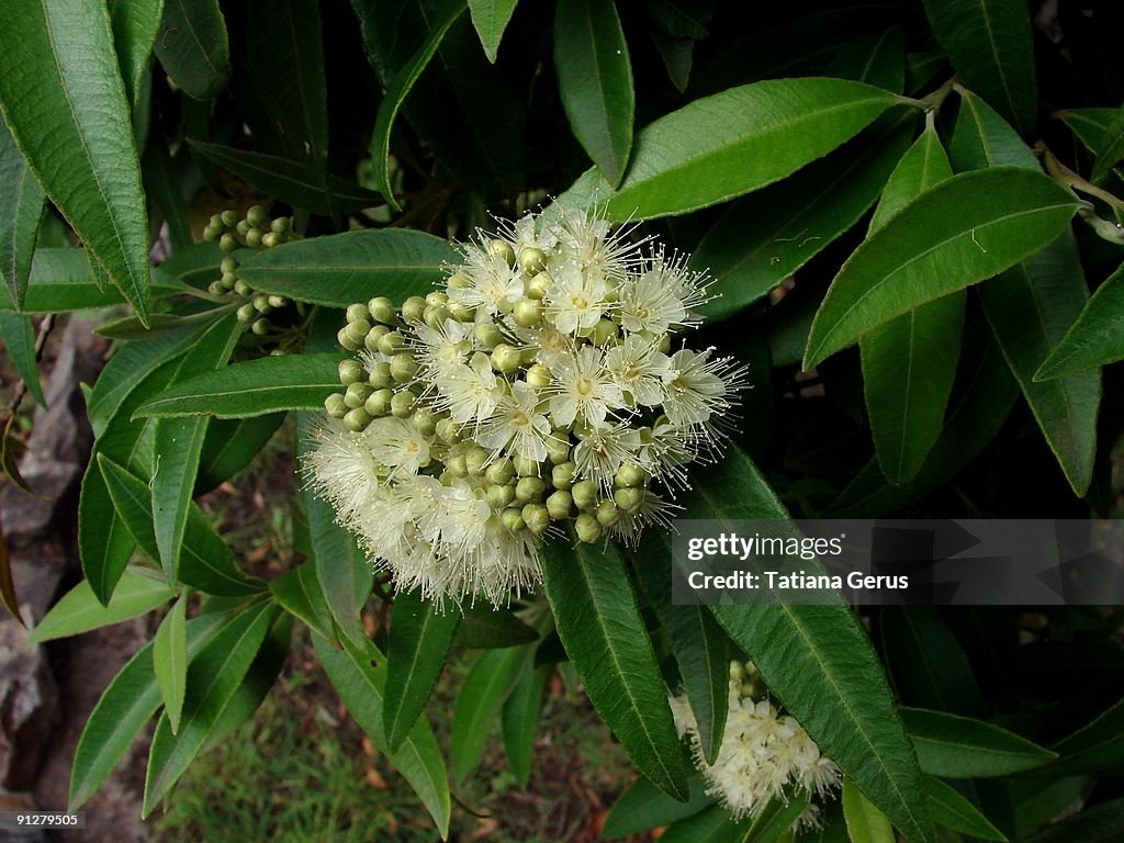 Lemon myrtle - Backhousia citriodora