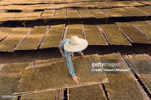 asia farmer working on a tobacco farm. - viñales cuba fotografías e imágenes de stock