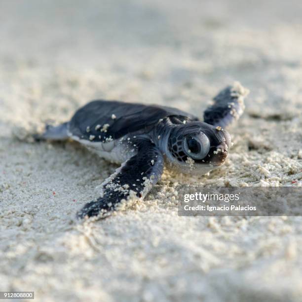 baby turtle, hatching, heron island, australia - green turtle stock pictures, royalty-free photos & images