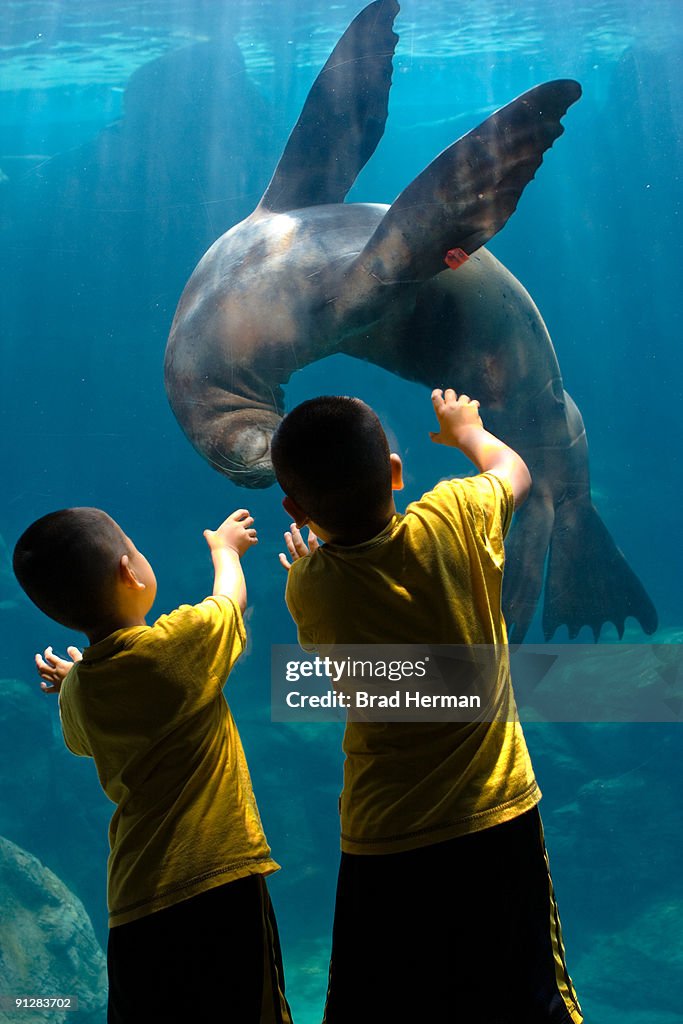 Children play with a sea lion at an Aquarium