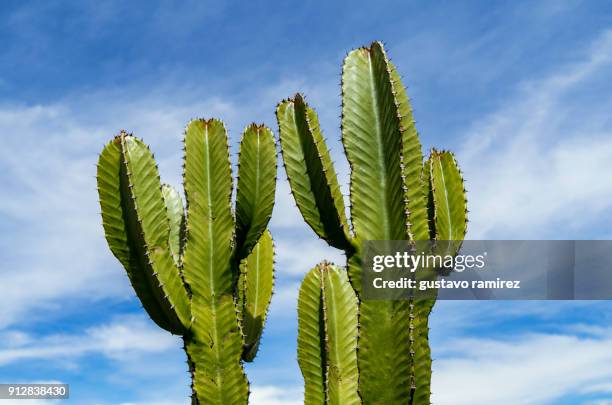 cactus - mexican flower pattern stock-fotos und bilder