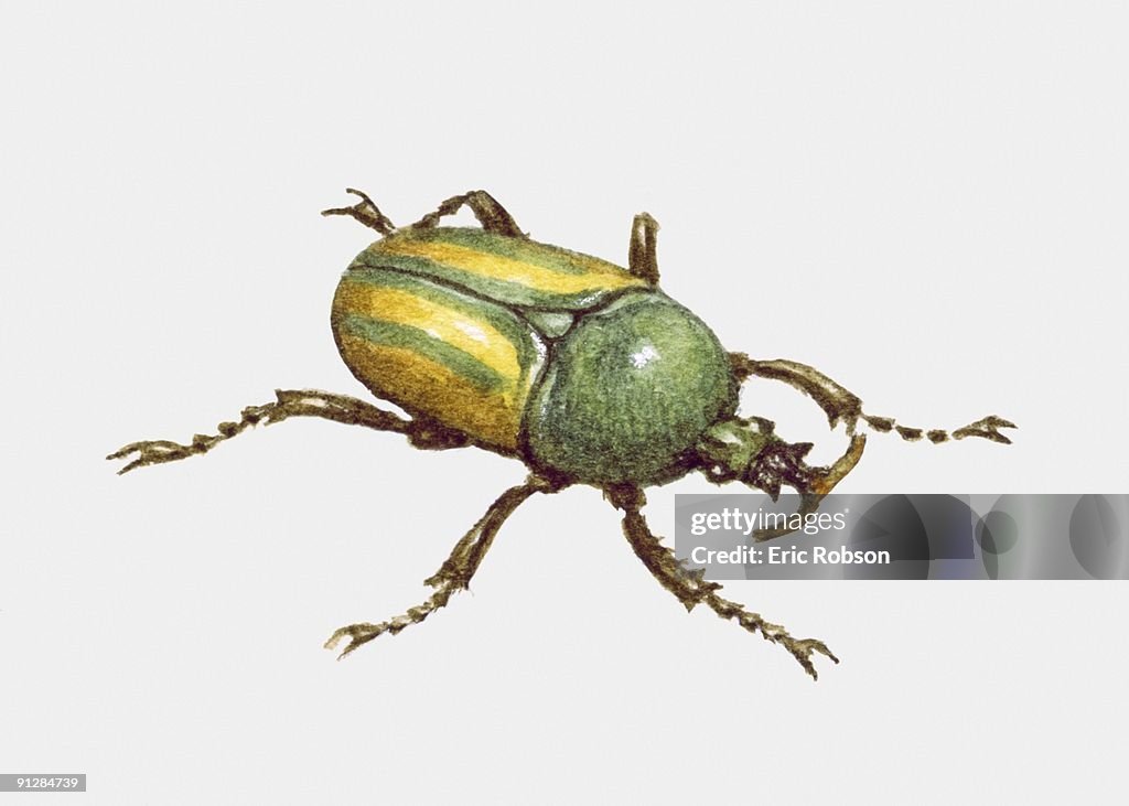 Illustration of Goliath beetle (Goliathus)