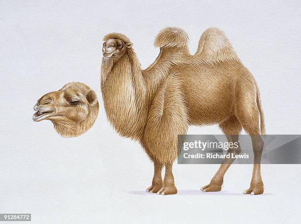 36点のラクダ 顔イラスト素材 Getty Images 36点のラクダ 顔イラスト素材 Getty Images