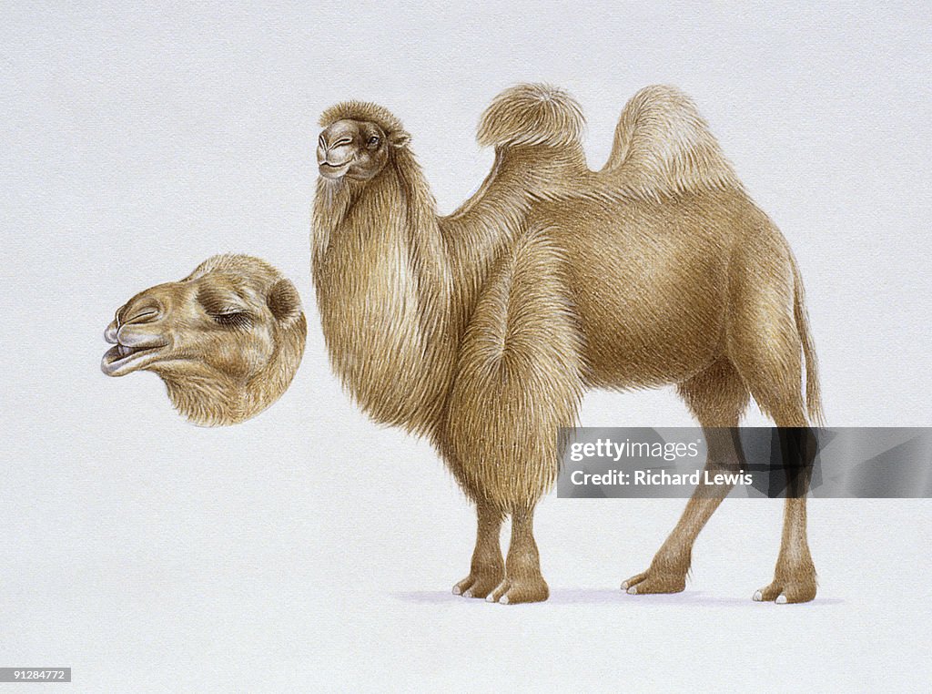 Illustration of Bactrian Camel (Camelus bactrianus) and inset showing close-up of head