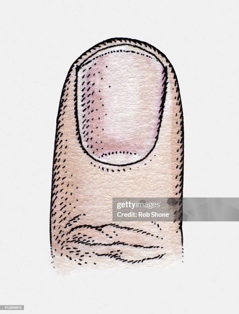 Illustration of man's fingernail