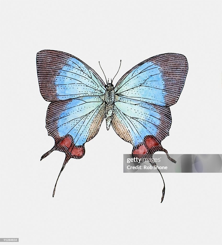 Illustration of South American Hairstreak Butterfly