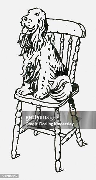 black and white digital illustration of english springer spaniel sitting on wooden chair - springer spaniel stock illustrations