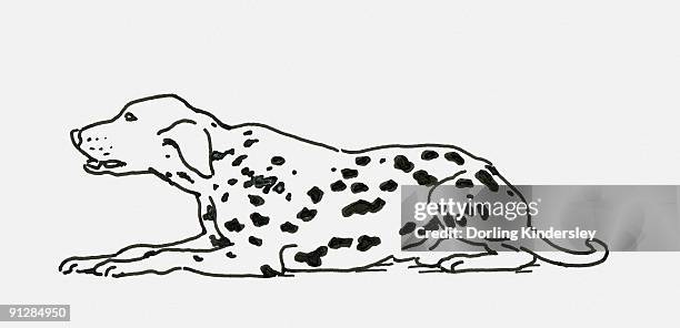 black and white digital illustration of dalmatian dog lying down - lying down stock-grafiken, -clipart, -cartoons und -symbole