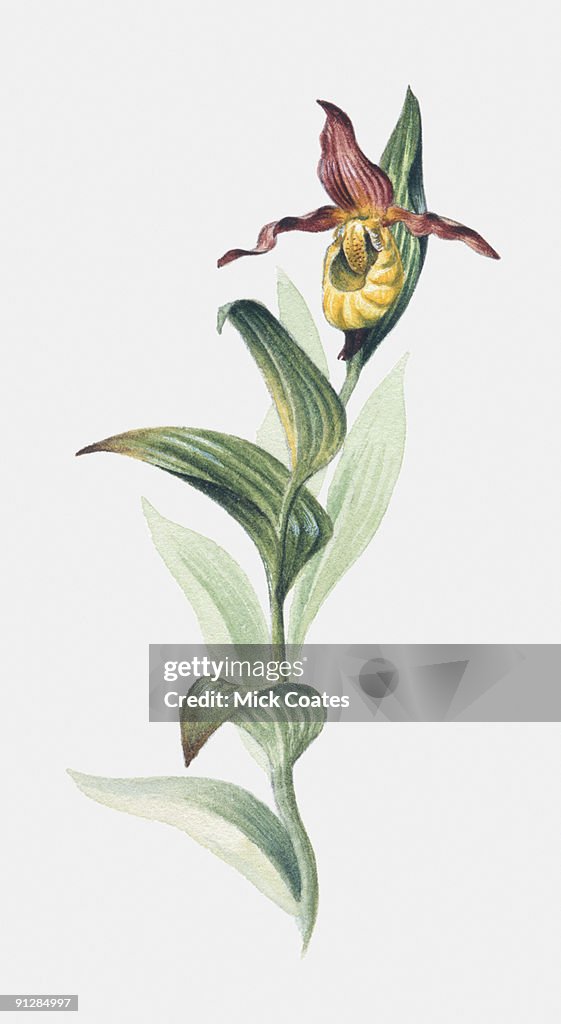 Digital illustration of Lady's Slipper Orchid (Cypripedium pubescens)