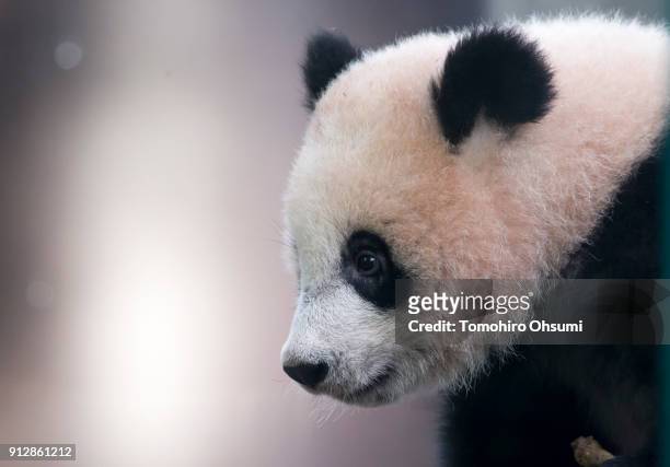 Giant panda cub Xiang Xiang is seen at Ueno Zoological Gardens on February 1, 2018 in Tokyo, Japan. The seven-month-old panda cub went on view for...