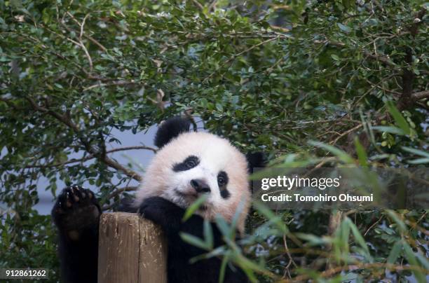 Giant panda cub Xiang Xiang plays on a tree at Ueno Zoological Gardens on February 1, 2018 in Tokyo, Japan. The seven-month-old panda cub went on...