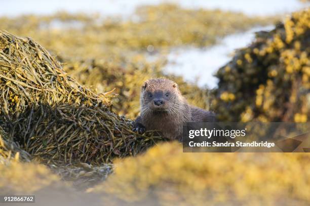 a beautiful otter (lutra lutra) surrounded by a cloud of midges   enjoying the sunshine lying on the shoreline of the sea loch on the isle of mull, scotland after fishing. - sea loch stock pictures, royalty-free photos & images