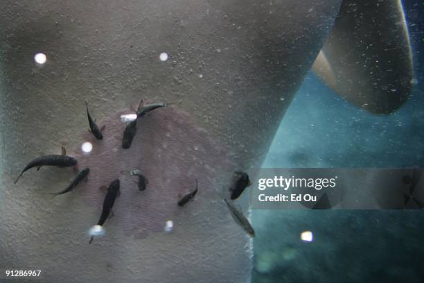 Doctor fish' eat the dead skin off of a psoriasis patient as part of his treatment on September 14, 2009 in Kangal, 105 kilometers south of the...