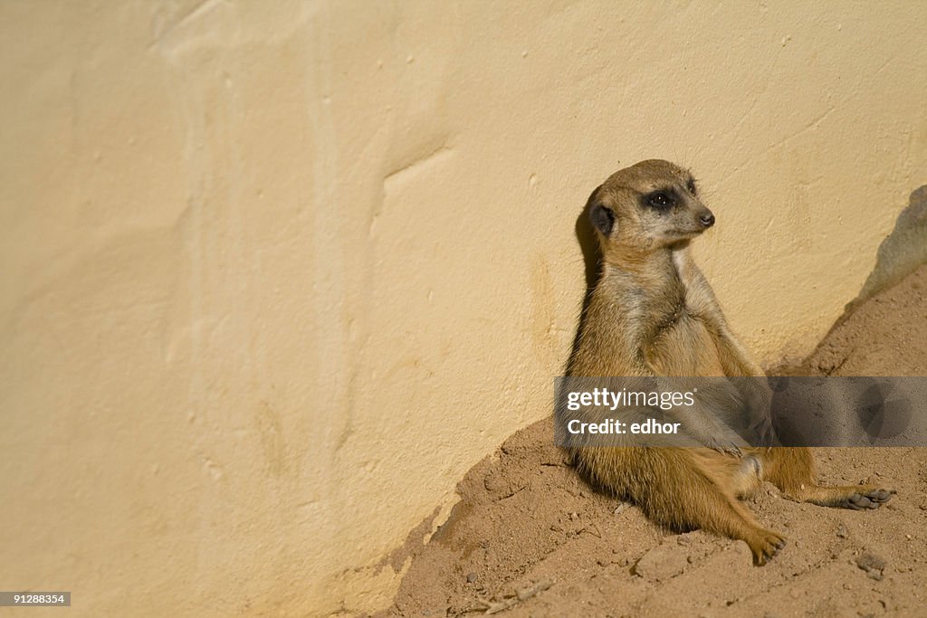 Meerkat looking bored