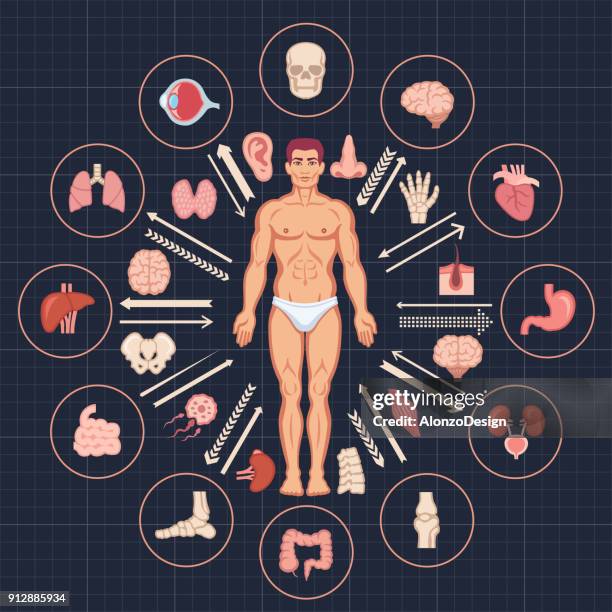 Human Body Diagram Cartoon High Res Illustrations - Getty Images