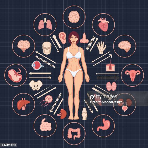 menschlichen körper und die inneren organe - human tissue stock-grafiken, -clipart, -cartoons und -symbole