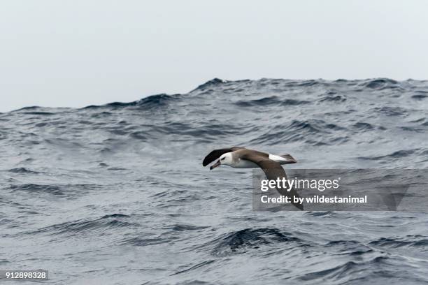 black browed albatross flying low over the waters of the pacific ocean off the coast of new zealand's north island. - diomedea epomophora stock pictures, royalty-free photos & images