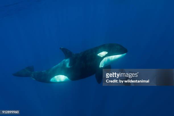 close up view of a killer whale in blue water. - golfinhos bebés imagens e fotografias de stock