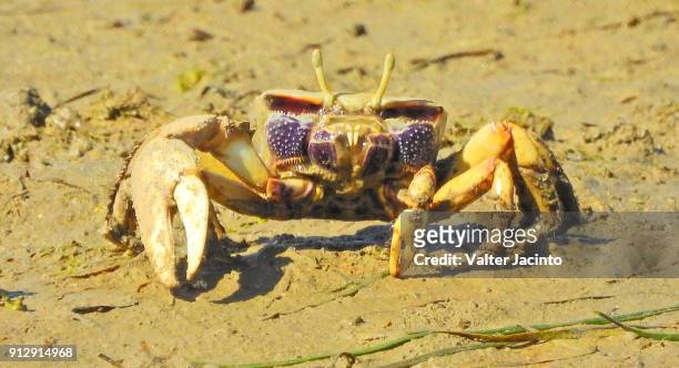 european fiddler crab (uca tangeri), male - winkerkrabbe stock-fotos und bilder