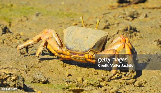 european fiddler crab (uca tangeri), male - wenkkrab stockfoto's en -beelden