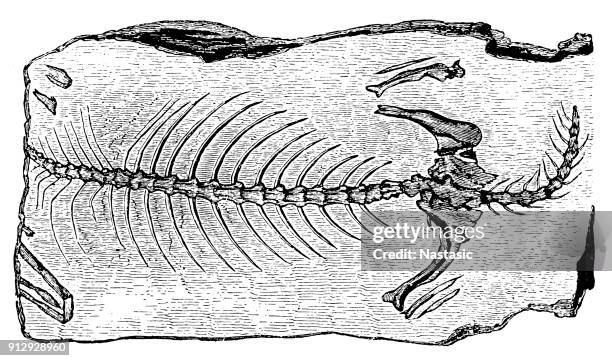 telerpeton elginense (lizard) ,fossils from the paleozoic era - lizardfish stock illustrations