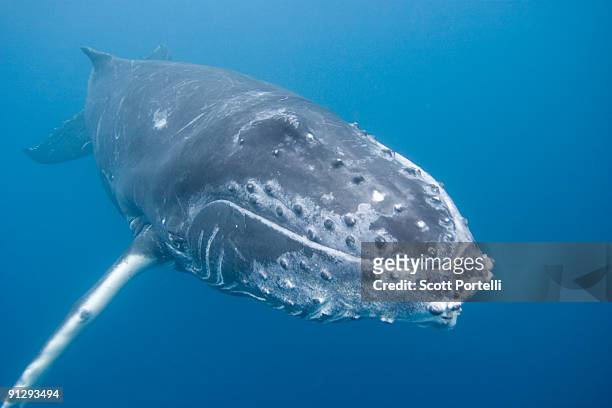 humpback whale calf - isole vavau foto e immagini stock