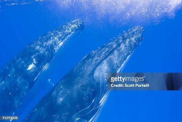 humpback adults surfacing - vavau islands 個照片及圖片檔