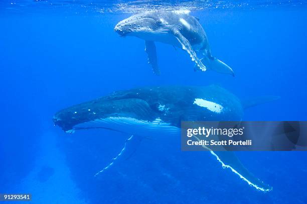 humpback mother and calf - isole vavau foto e immagini stock