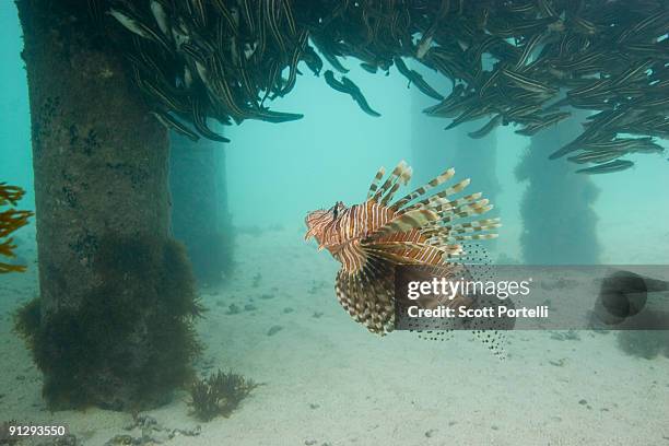 D. Scott Fish 3,164 Scott Fish Stock Photos, High-Res Pictures, and Images - Getty Images