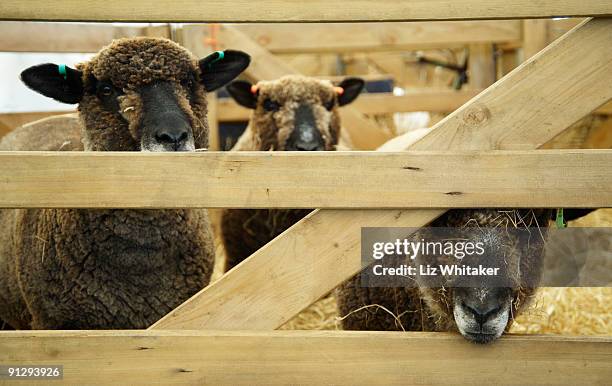 three sheep  - liz peek fotografías e imágenes de stock