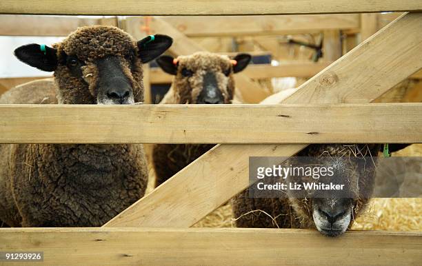 three sheep  - liz peek imagens e fotografias de stock