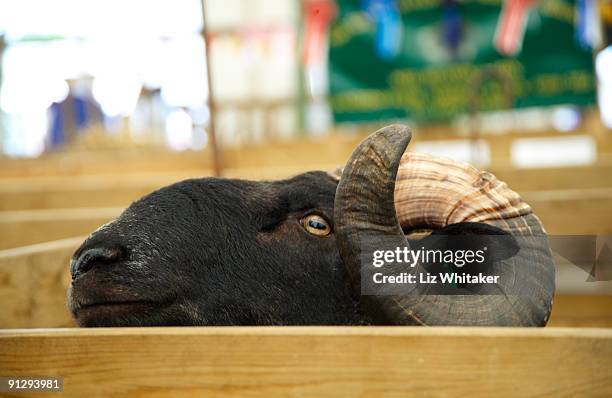 curious ram peering over top of pen - liz peek imagens e fotografias de stock