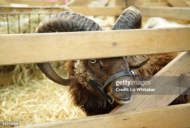 curious ram peering through bars of pen - liz peek fotografías e imágenes de stock