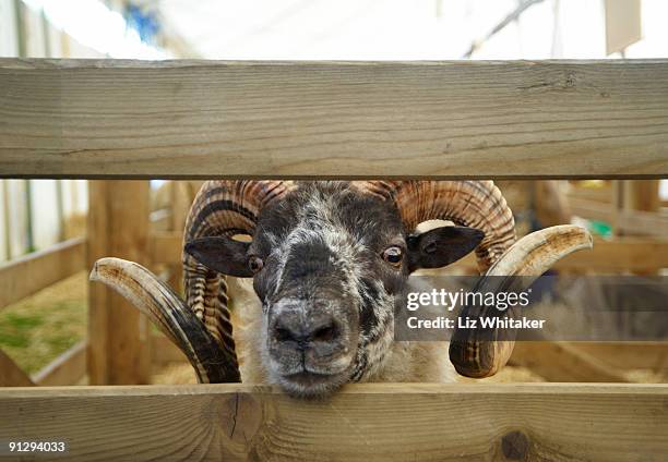 curious ram peering through bars of pen - liz peek fotografías e imágenes de stock