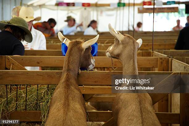 curious goats standing up on pen railings - agricultural fair stock pictures, royalty-free photos & images