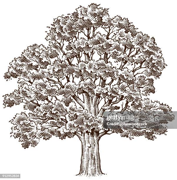 Tree In Hand Drawing Tree Hand Drawing Photos and Premium High Res Pictures - Getty Images