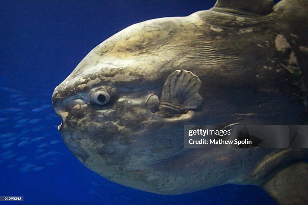 Sunfish