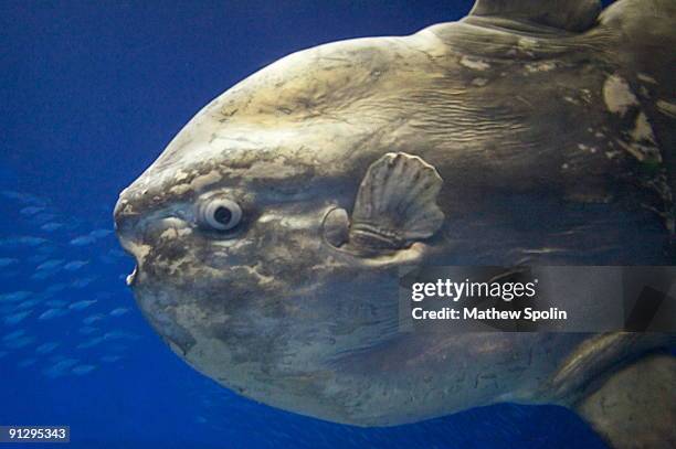 sunfish - sunfish stock pictures, royalty-free photos & images